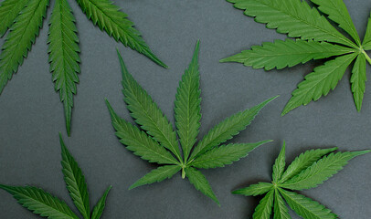 fresh cannabis leaves on dark background