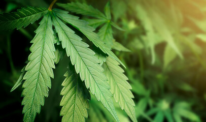 growing cannabis leaves close up. natural background