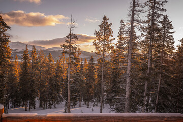 trees in the snow