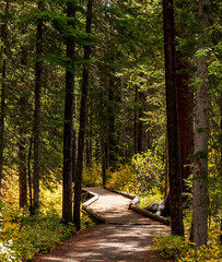 Obraz premium a wooden walkway in the midst of a forest