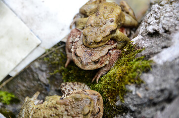 Male and female frog near the water. Frogs mating. Common toad
