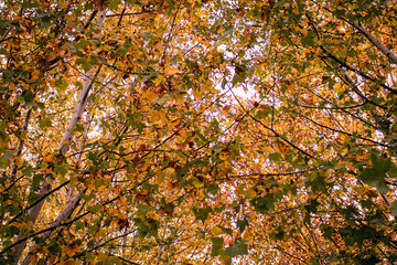 autumn leaves in cordoba argentina