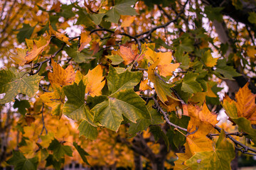 autumn leaves in cordoba argentina