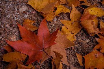 autumn leaves in cordoba argentina