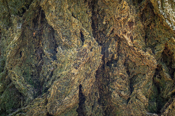 Tree Bark