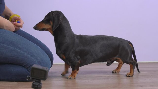 Female handler teaches obedient dachshund new command using clicker and treats as form of positive reinforcement dog training. Veterinarian blog for animals education is recording on action camera.