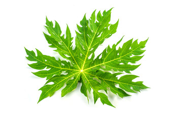 beautiful papaya leaf isolate on white background