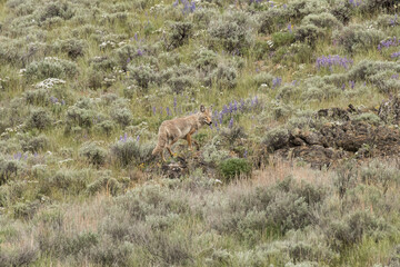 Springtime Coyote