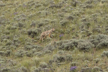 Coyote Among the Spring Flowers