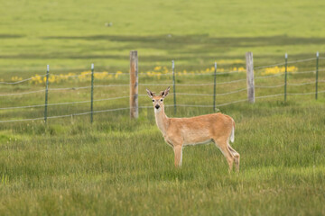Whitetail Buck in a Green Field
