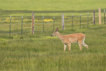 Whitetail Buck in a Field