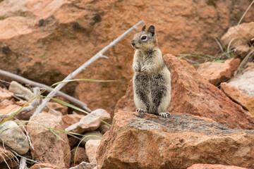 Ground Squirrel on the Lookout. - obrazy, fototapety, plakaty