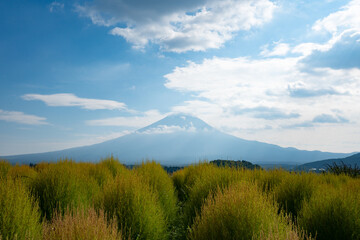 Fototapeta premium 富士山 河口湖大石公園より