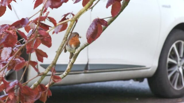 Urban bird, Red Robin on a branch near car park