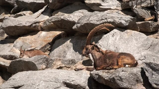 Big ibex sitting on the rock trying to sleep. Wild goat with huge horns.