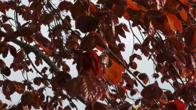 Footage of bright red leaves of a Copper beech in the morning sunlight during Springtime