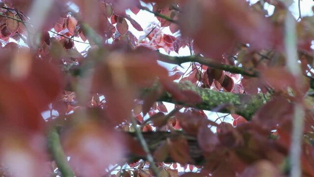 Moving inside canopy of a Copper beech tree
