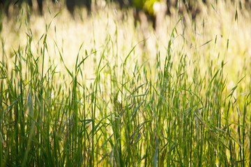 long green grass in meadow