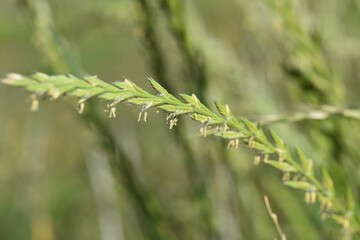 Perennial ryegrass  flowers. Poaceae prennial grass.