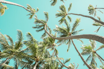 palm trees and sky