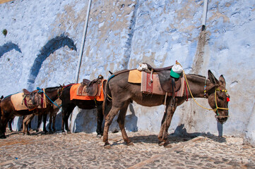 Group of donkeys in a row tied to a wall in a street on the island of Santorini in Greece.