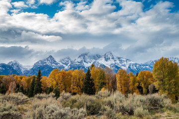 majestic snow capped Grand Teton mountain range surrounded by golden yellow colored aspen and birch trees in autumn.