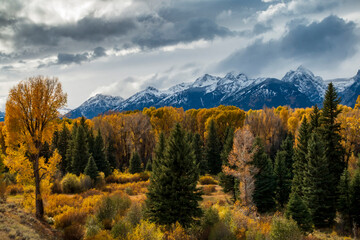 majestic snow capped Grand Teton mountain range surrounded by golden yellow colored aspen and birch trees in autumn.