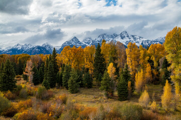 Fototapeta na wymiar majestic snow capped Grand Teton mountain range surrounded by golden yellow colored aspen and birch trees in autumn.