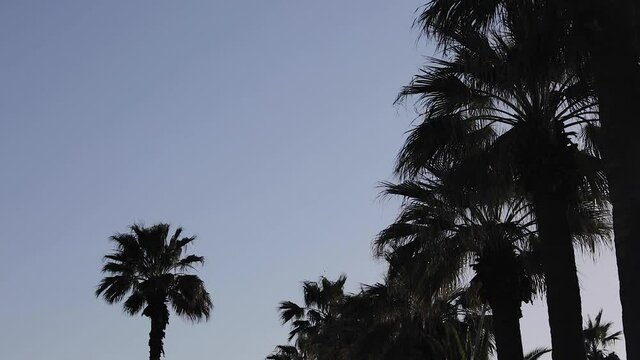 California palm trees in the evening silhouette. Leaves blowing in the wind. 
