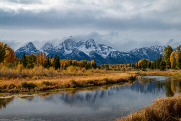 dramatic autumn landscape of the snow capped  Grand teton mountain range surrounded by golden colored leaves of aspen and birch trees .