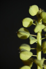 Wild flower fruits close up Muscari neglectum family asparagaceae modern botanical background high quality big size print