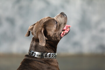 staffordshire bull terrier dog, studio shot, close-up view
