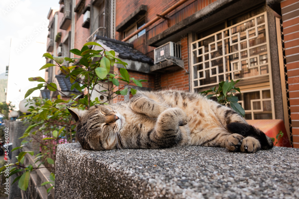 Sticker lazy tabby cat sleep on a ground