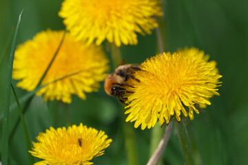 タンポポの蜜を吸う蜜蜂