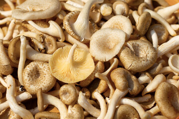 Fresh mushroom, Lentinus squarrosulus mont