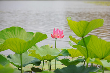 Beautiful lotus in the pond