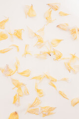 Obraz premium Collection of dried flower petals from a top down view; ranunculus petals scattered on a black background