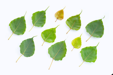 Green bodhi leaves on white background.