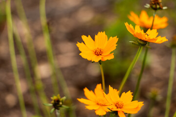 Tickseed Coreopsis Yellow Flowers Close Up 