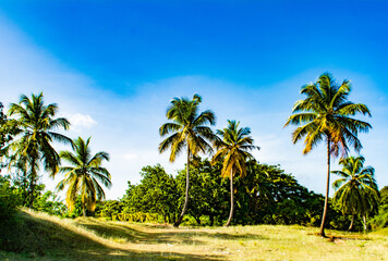 Fototapeta na wymiar palma de coco-Coconut palm