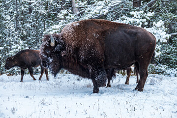 herd of bisons covered in snow  during a snowy early autumn morning.
