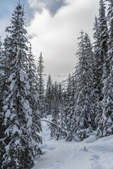 Rocky Mountain near Lake Louise