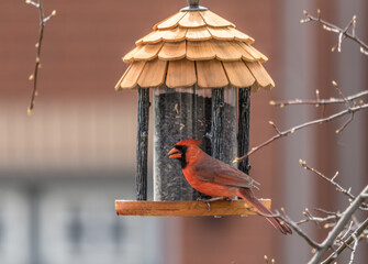 Northern Cardinal