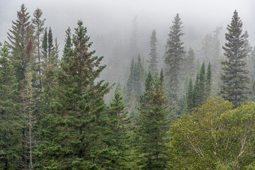 Strong fog on forest hills