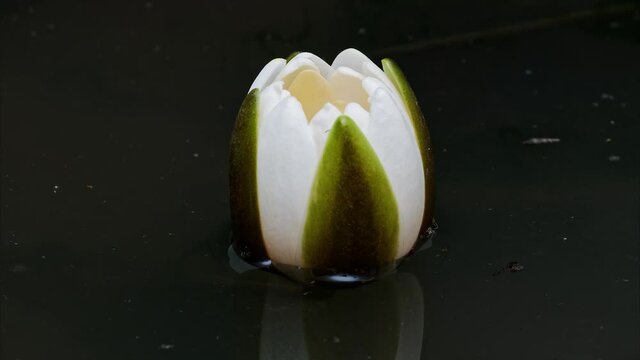 4K time Lapse footage of blooming white waterlily flower from bud to full blossom in pond, close up b roll shot side view, zoom out effect.