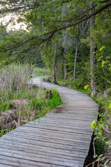 Obraz premium Enjoying Nature - Wooden boardwalk in wetlands