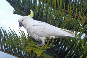 Sulphur-Crested Cockatoo on a Norfolk Island Pine