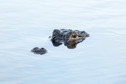 Alligator head in the water of a pond. 
