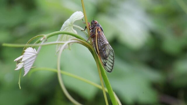 Periodical cicadas from "Brood X" emerge on the East Coast of the US