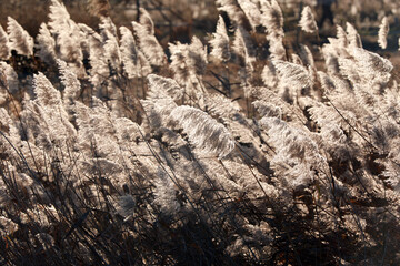 Beautiful reed flowers in the pond, North China